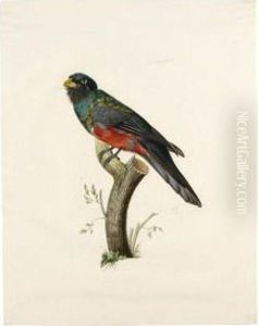 Male South American Trogon (trogonidae Sp.) by Jacques Barraband