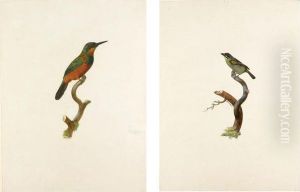 A Green-tailed Jacamar And A Male Red-fronted Timber Barbet by Jacques Barraband