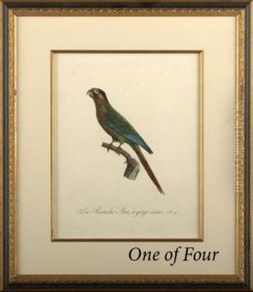 Parrots - view 1