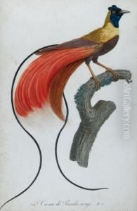 L""""oiseau De Paradis Rouge; Le Petit Oiseau De Paradis Emeraude, Male by Jacques Barraband