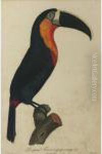 Le Grand Toucan A Gorge Orange. No. 5. by Jacques Barraband