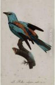Rollier Vulgaire Male No. 32 by Jacques Barraband