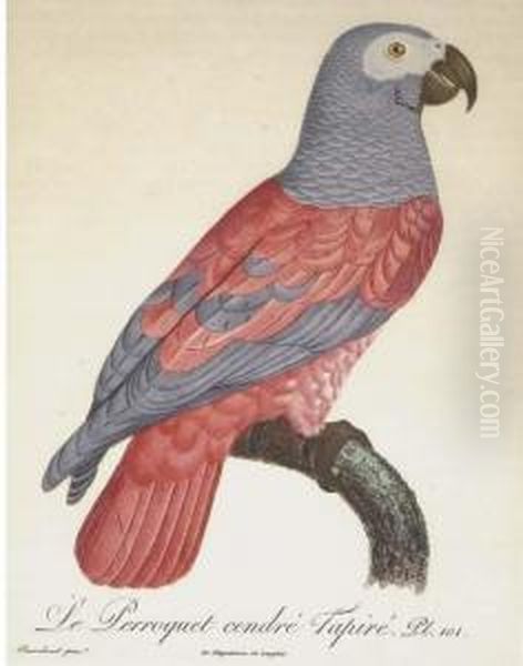 Histoire Naturelle Des Perroquets by Jacques Barraband