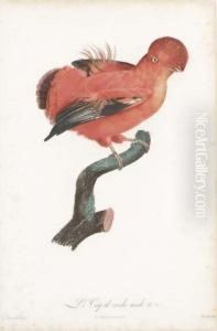 Le Coq De Roche And Le Coq De Roche Du Perou by Jacques Barraband
