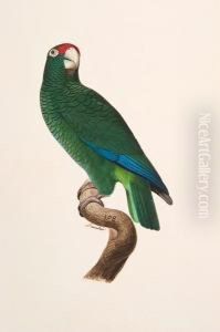 Amazona Vittata