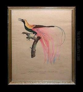 Le Petit Oiseau De Paradis Emerande No. 4 by Jacques Barraband