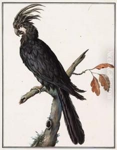 A Black Parrot by Jacques Barraband
