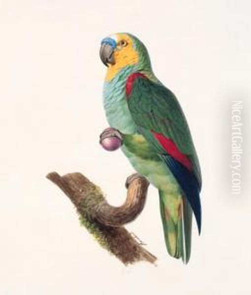 Amazone A Front Bleu, Male -
Blue-fronted Amazon, Male - Amazona Aestiva. Native To South America. - view 1