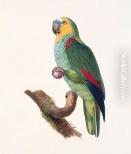 Amazone A Front Bleu, Male -
Blue-fronted Amazon, Male - Amazona Aestiva. Native To South America. by Jacques Barraband