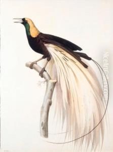 Le Grand Oiseau De Paradis
Emeraude, Male - Greater Bird Of Paradise, Male - Paradisaea Apoda.
Native To New Guinea. by Jacques Barraband