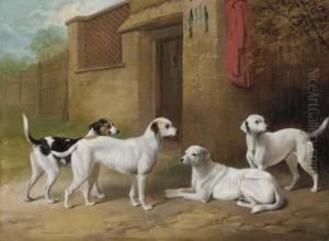 Harrier Hounds Outside A Kennel Harrier Hounds Outside A Kennel