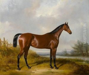 A Bay Hunter By A River