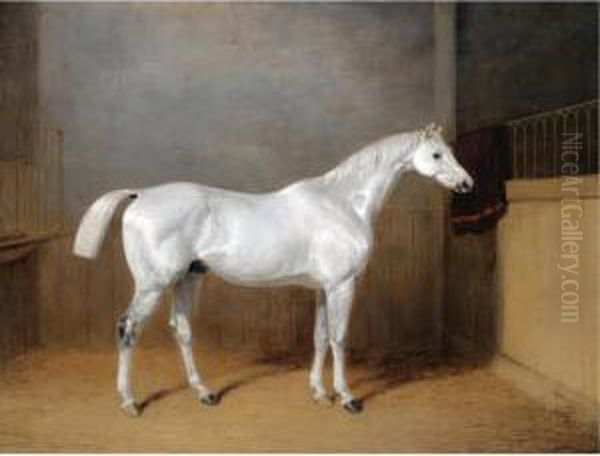 A Favourite Grey Horse Belonging To George Reed Standing In A Loose Box - view 1