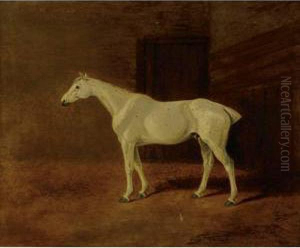 Grey Hunter In A Stable - view 1