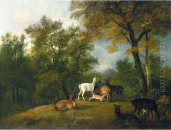 Red Deer Grazing Beneath Trees - view 1
