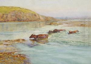 Moving The Cattle To Island Off Donegal