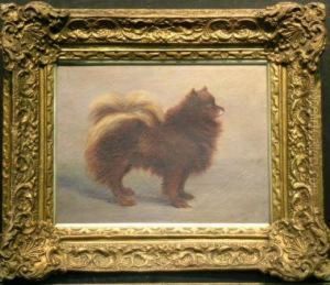 A Pomeranian