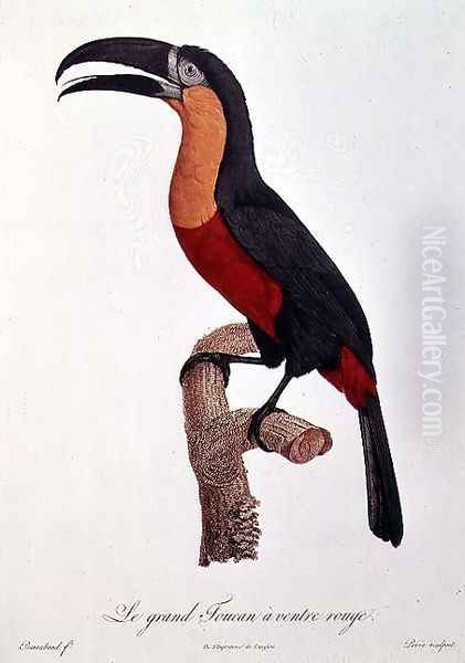 Toucan- Great Red-Bellied by Jacques Barraband - view 1