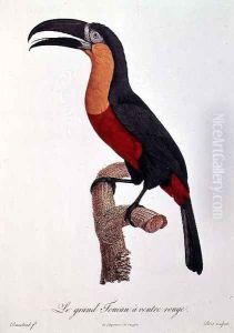 Toucan- Great Red-Bellied by Jacques Barraband by Jacques Barraband