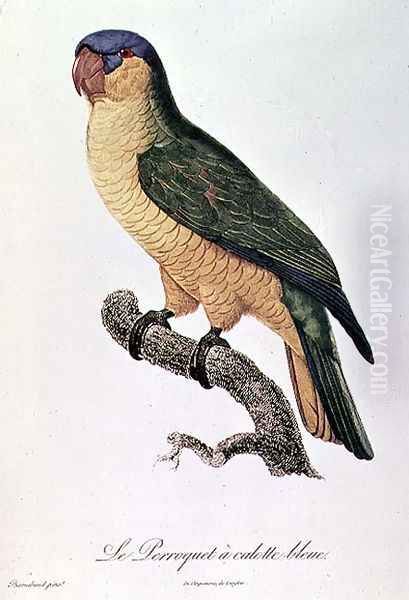 Blue-Capped Parrot - view 1