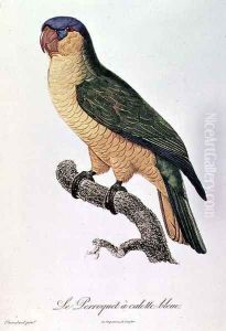 Blue-Capped Parrot by Jacques Barraband