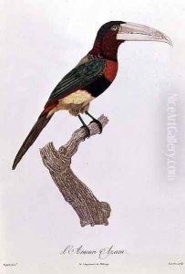Azara Aracari by Jacques Barraband