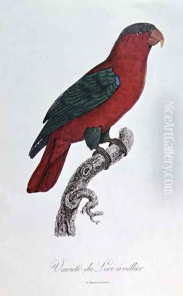 Parrot- Lory or Collared - view 1