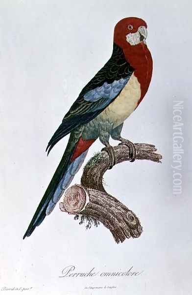 Omnicoloured Parakeet - view 1