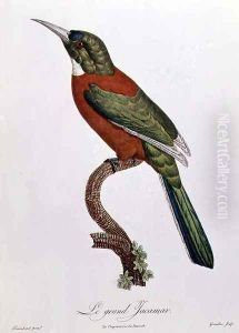 Great Jacamar by Jacques Barraband