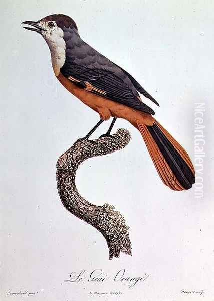 Orange Jay - view 1