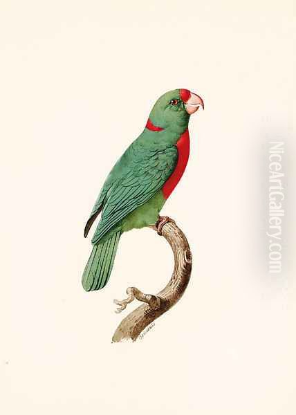 Le Perroquet Langlois (Red-fronted Parrot) - view 1