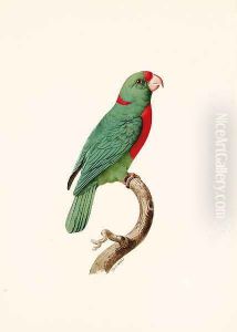 Le Perroquet Langlois (Red-fronted Parrot) by Jacques Barraband