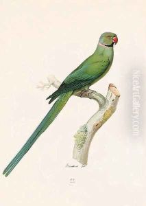 Psittacula krameri (Ring-necked Parrakeet) by Jacques Barraband