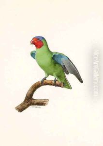 Red-cheeked Parrot by Jacques Barraband