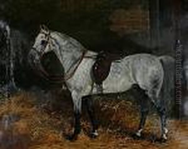 Potrait Of A Grey In A Stable - view 1