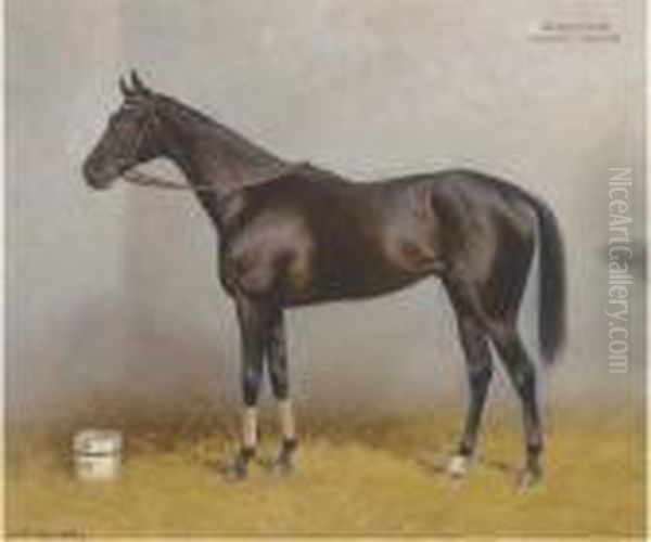 Szerencs, A Dark Brown Racehorse In A Stable - view 1