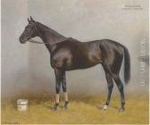 Szerencs, A Dark Brown Racehorse In A Stable