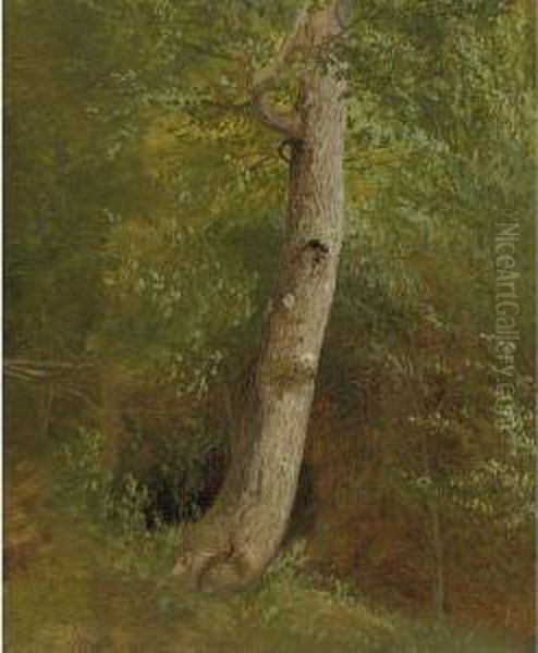 Study Of A Tree - view 1