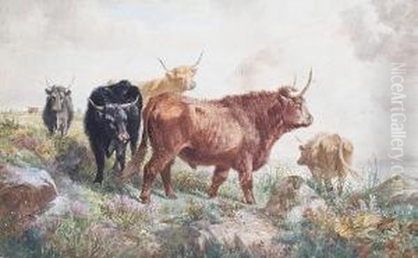 Highland Cattle - view 1