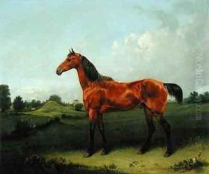 A Bay Horse in a Field