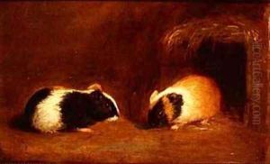 A Pair of Guinea Pigs by Edmund Bristow