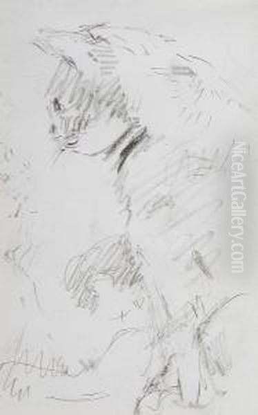 Sketch Of A Cat - view 1