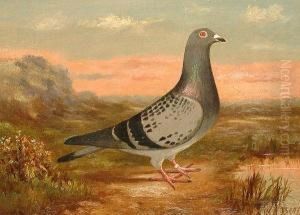 A Pigeon In A Landscape A Pigeon In A Landscape