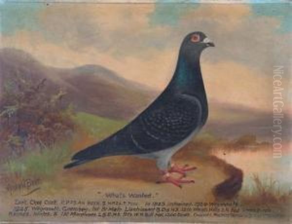 Portrait Of The Racing Pigeons 'what's Wanted' And 'red Prints' - view 1