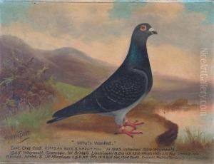 Portrait Of The Racing Pigeons 'what's Wanted' And 'red Prints' by William Andrew Beer