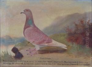 Portrait Of The Racing Pigeon by William Andrew Beer