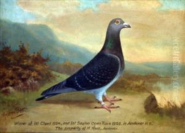 Portrait Of A Pigeon 'winner Of 1st Chard 1924 - view 1