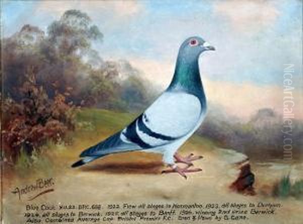 Study Of A Racing Pigeon; Blue Cock N.u.22.b.p.c.688, Bred And Flown By G. Gane - view 1