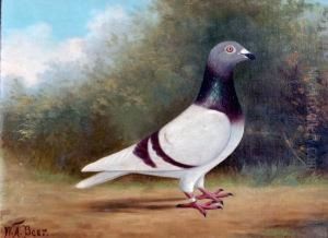 Study Of A Racing Pigeon by William Andrew Beer