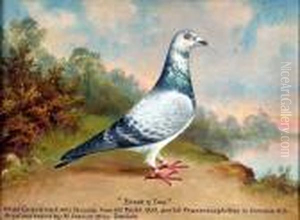 Study Of A Prize Racing Pigeon - view 1